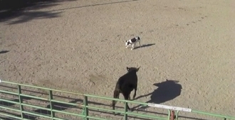 Transitioning a Young Dog from Sheep to Cattle
